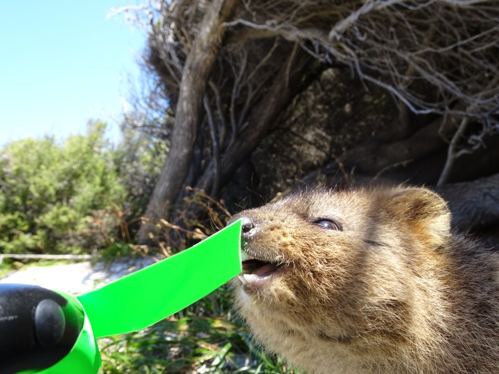 tmp_12359-curious-quokka2042674885