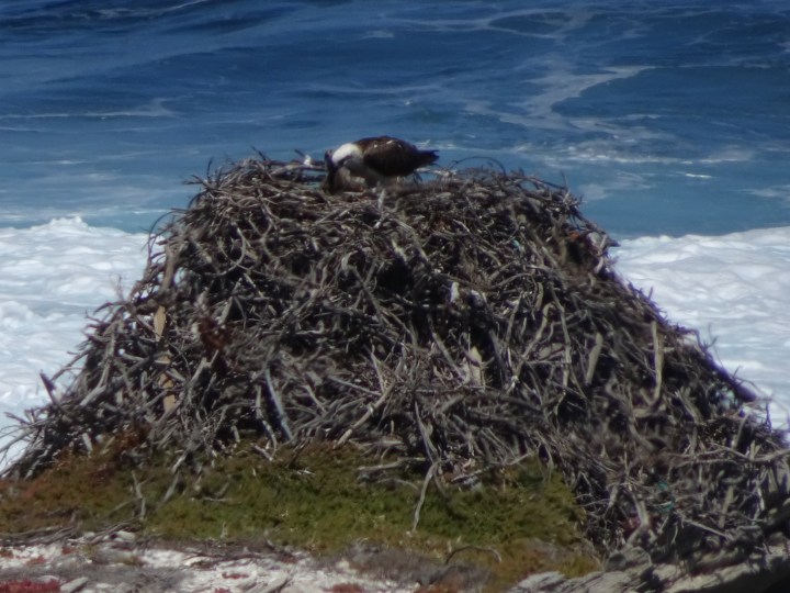 tmp_12359-osprey-nest-1026747389