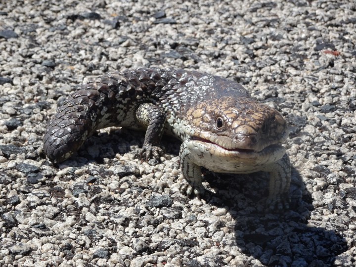 tmp_17468-bobtail-133063188