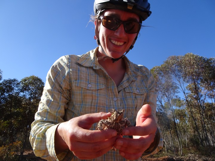 tmp_17468-thorny-dragon441725440