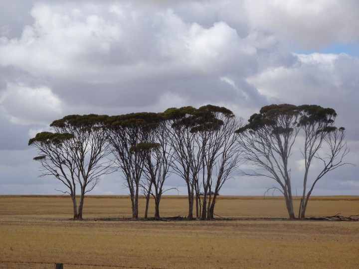 tmp_7712-4-trees1802285637