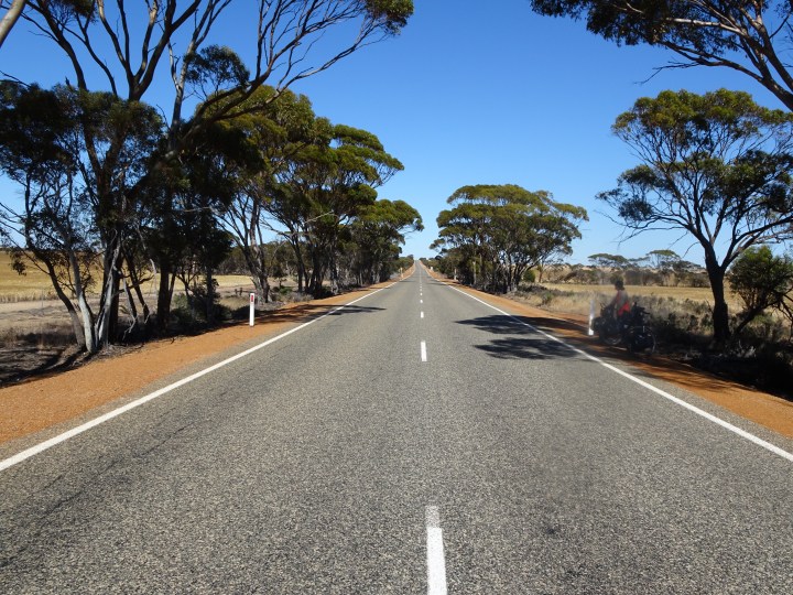 tmp_7712-roadside-trees1665268112