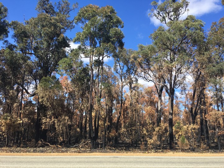 tmp_7784-burned-trees555406925