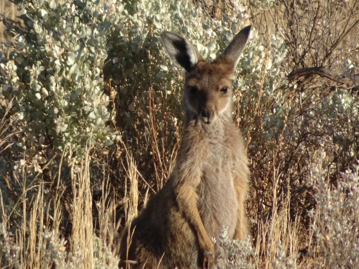 tmp_9403-baby-roo464101204