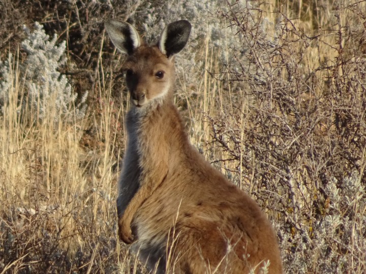 tmp_9403-joey2131741362