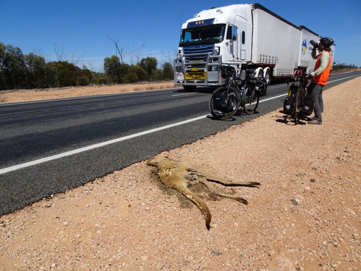 tmp_9403-roadtrain-roadkill523160525
