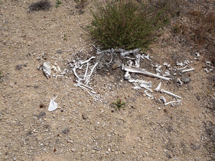 tmp_9403-roo-skeleton-801672276