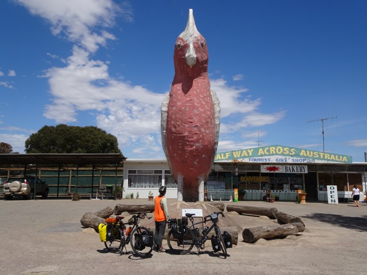 tmp_12498-big-galah-1404527317
