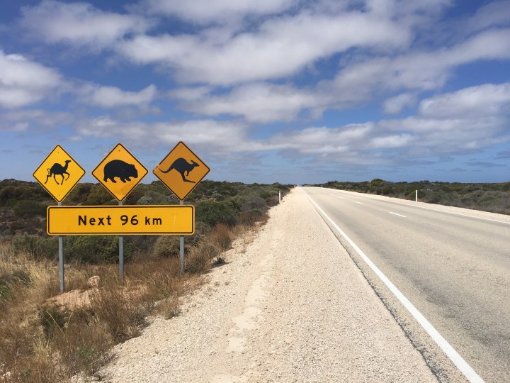 tmp_12498-wildlife-next-96-km1335603616