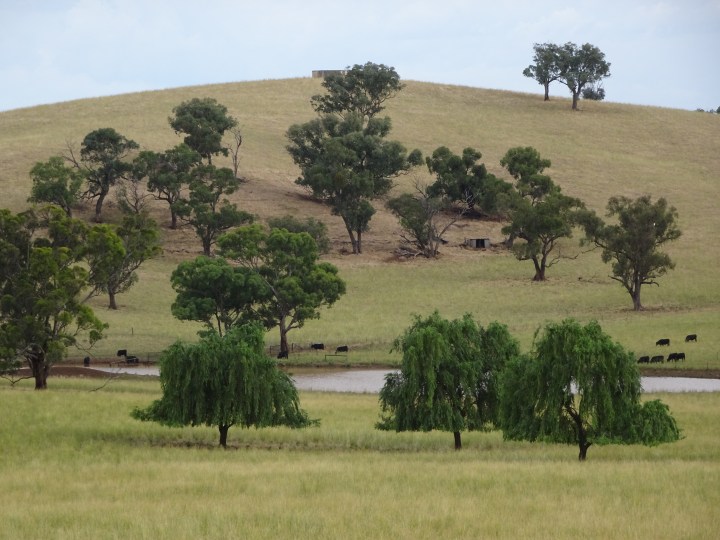 tmp_13674-lake-and-cows-1887670377
