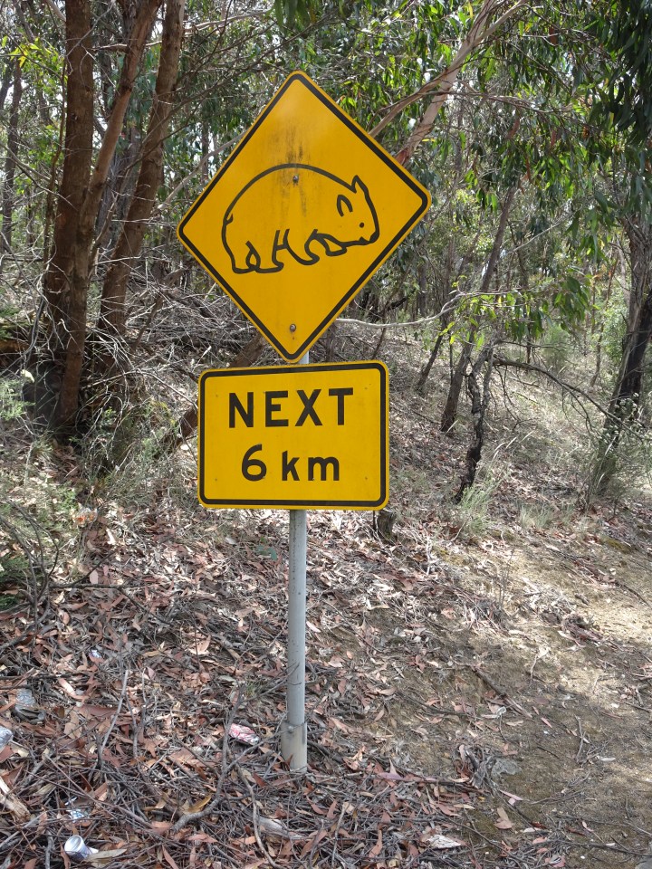 tmp_16100-koala-crossing481742191