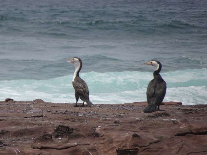 tmp_16100-pacific-ocean-2092237567