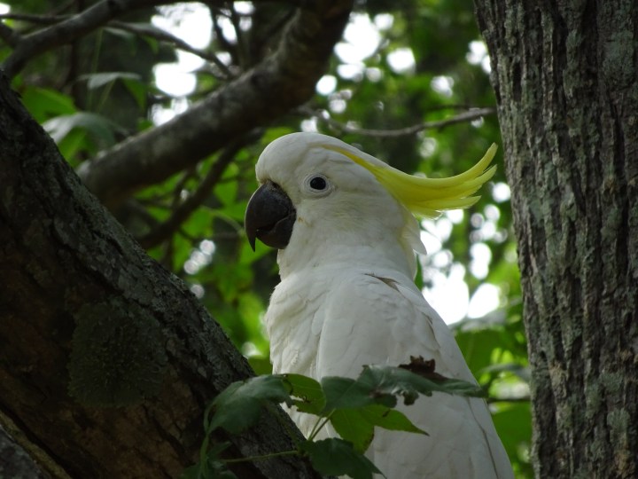 tmp_16100-sulphur-crested-cockatoo-748904070