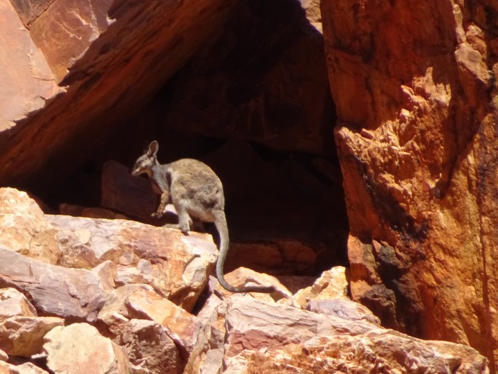tmp_28091-rock-wallaby232718296