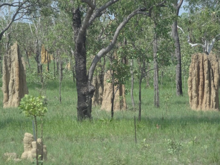 tmp_28091-termite-mounds-1770163118