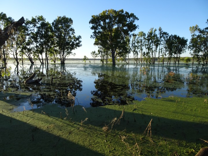 tmp_5734-swan-lake799571131