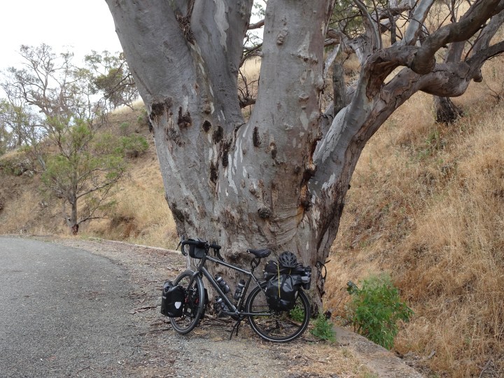 tmp_7368-horrocks-pass-tree-995001071