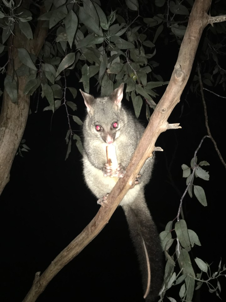 tmp_7368-oppossum-at-night-1544280372