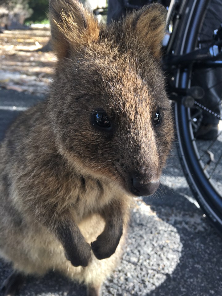 tmp_7422-quokka-2886972395