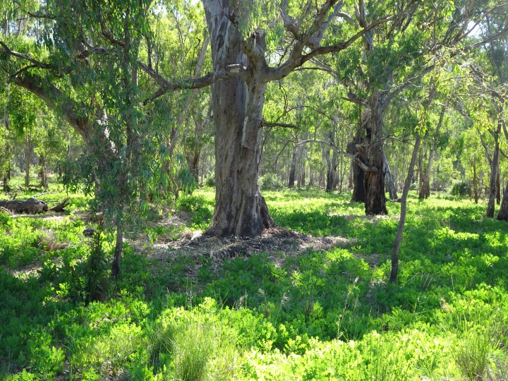 tmp_7745-roadside-greenery1885656511