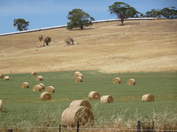 tmp_7832-hay-bales-1575632434