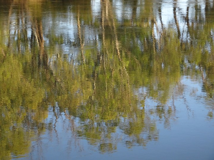 tmp_7832-murray-river-reflection2122182371