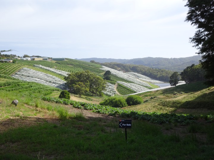 tmp_7832-vineyards745069903