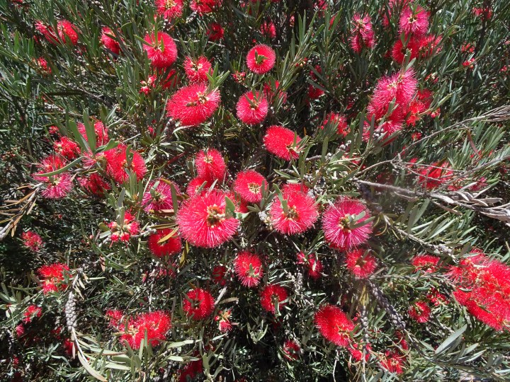 tmp_7938-bottlebrush-377210760