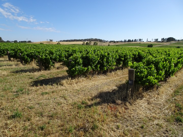 tmp_8800-clare-valley-vineyard162044302