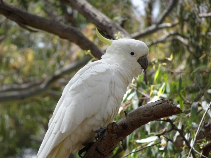 tmp_8800-cockatoo747732794