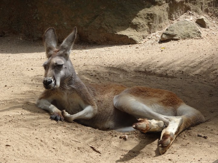 tmp_7308-kangaroo-resting-141178737