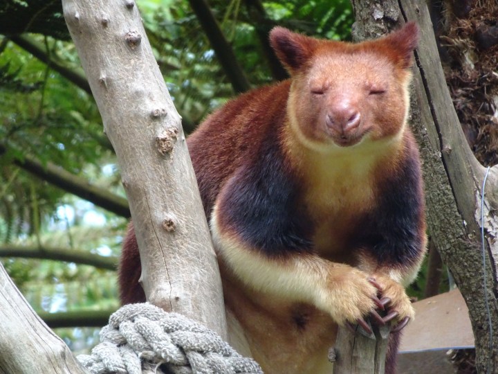 tmp_7308-tree-kangaroo-132765373
